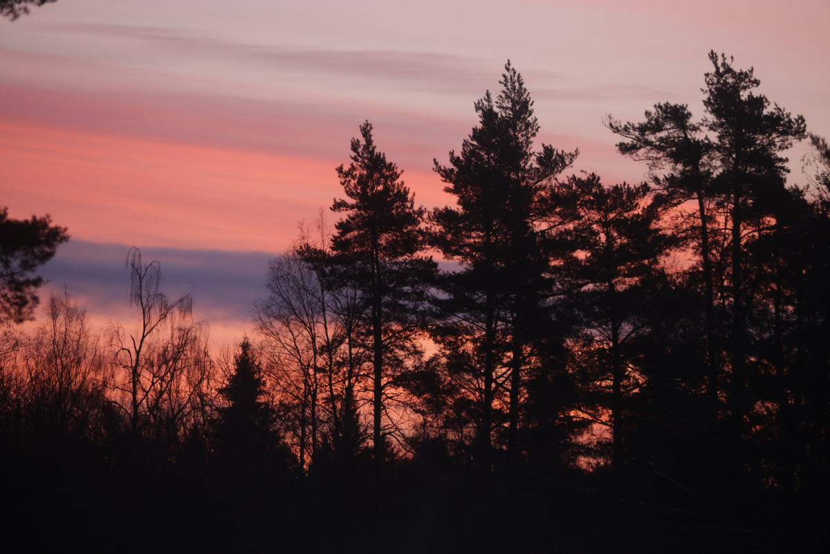 Роман Пименов/«Петербургский дневник»