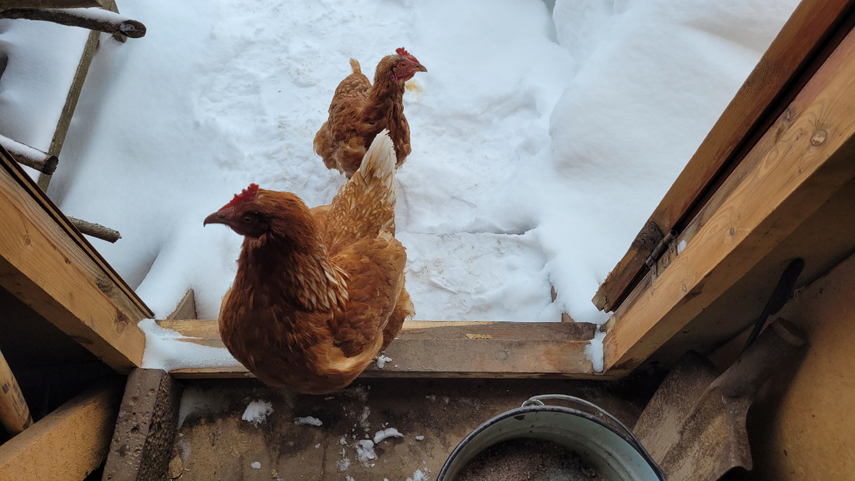 Куры возле сарая.
