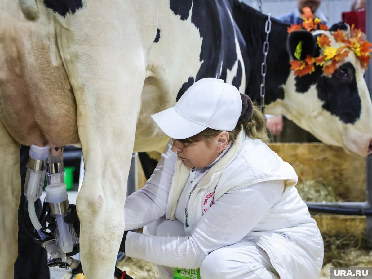    Объем производства молока в РФ в 2025 году стал рекордным почти за 30 лет