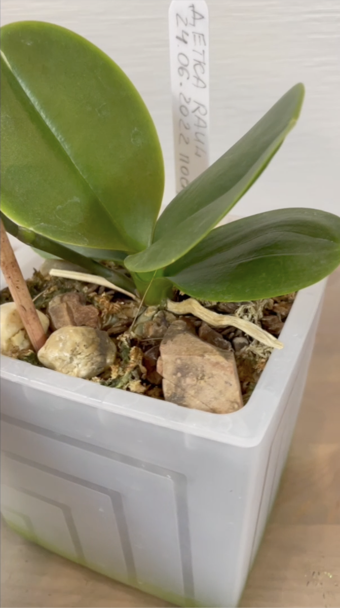 Детка орхидеи фаленопсис РАУЛЬ /  Phalaenopsis Raoul. Орхидеи С Еленой Кузнецовой