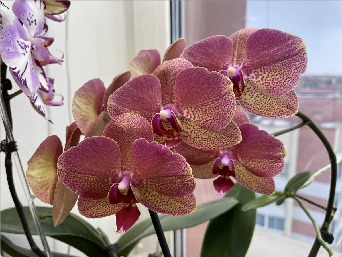 Орхидея фаленопсис Рауль / Phalaenopsis  Raoul. Орхидеи С Еленой Кузнецовой