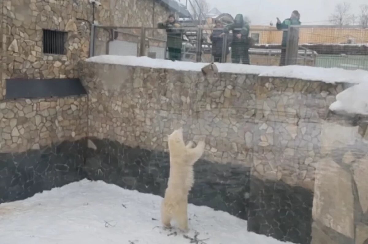    Медведица Хаарчаана играет в волейбол в Ленинградском зоопарке