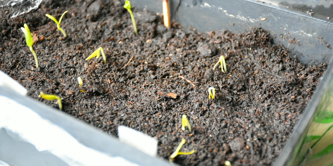 "Семена ПЕРЦА проклюнулись": как я ухаживаю за всходами дальше, чтобы они не вытягивались и наращивали мощную корневую