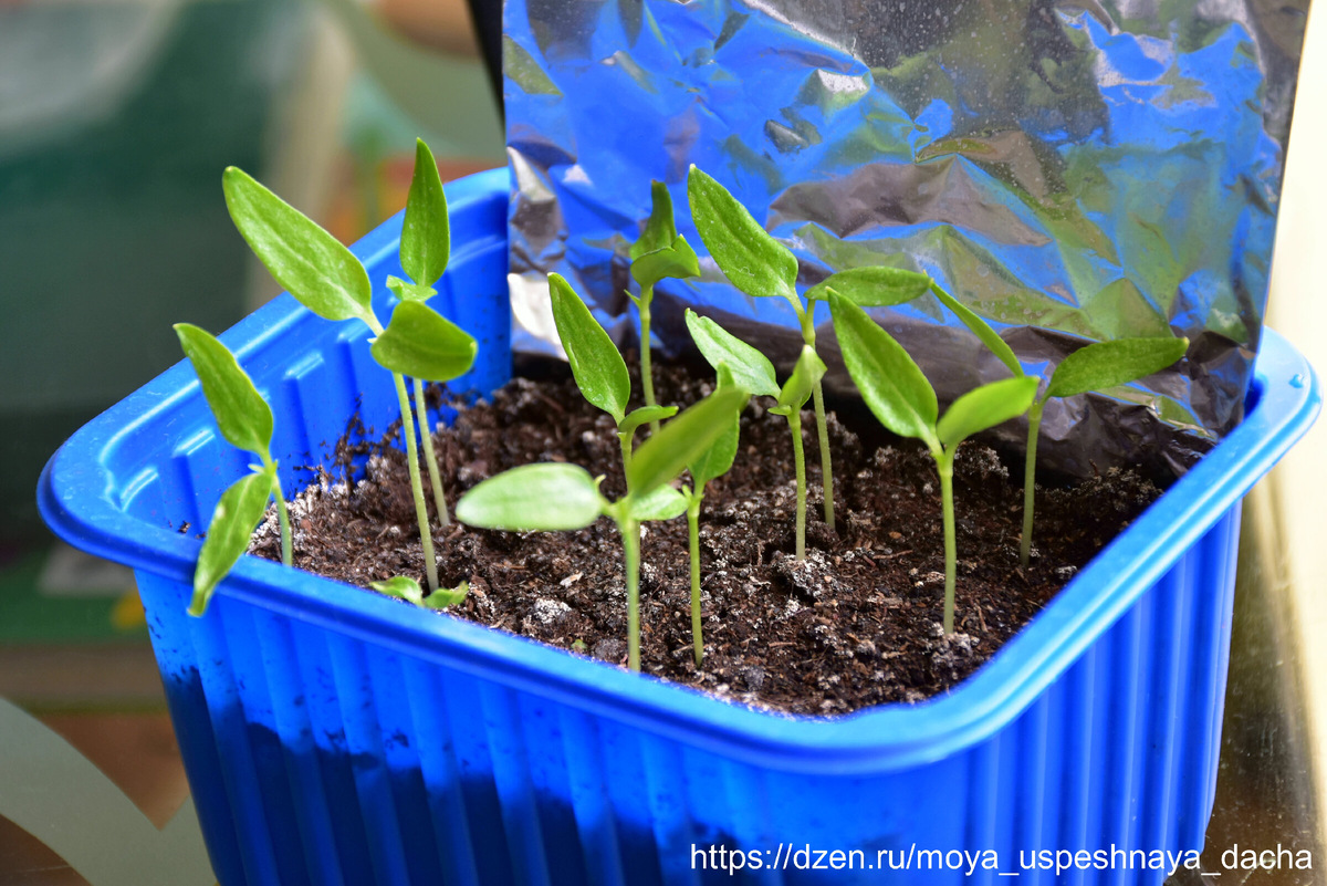 Экран для рассады из фольги.
