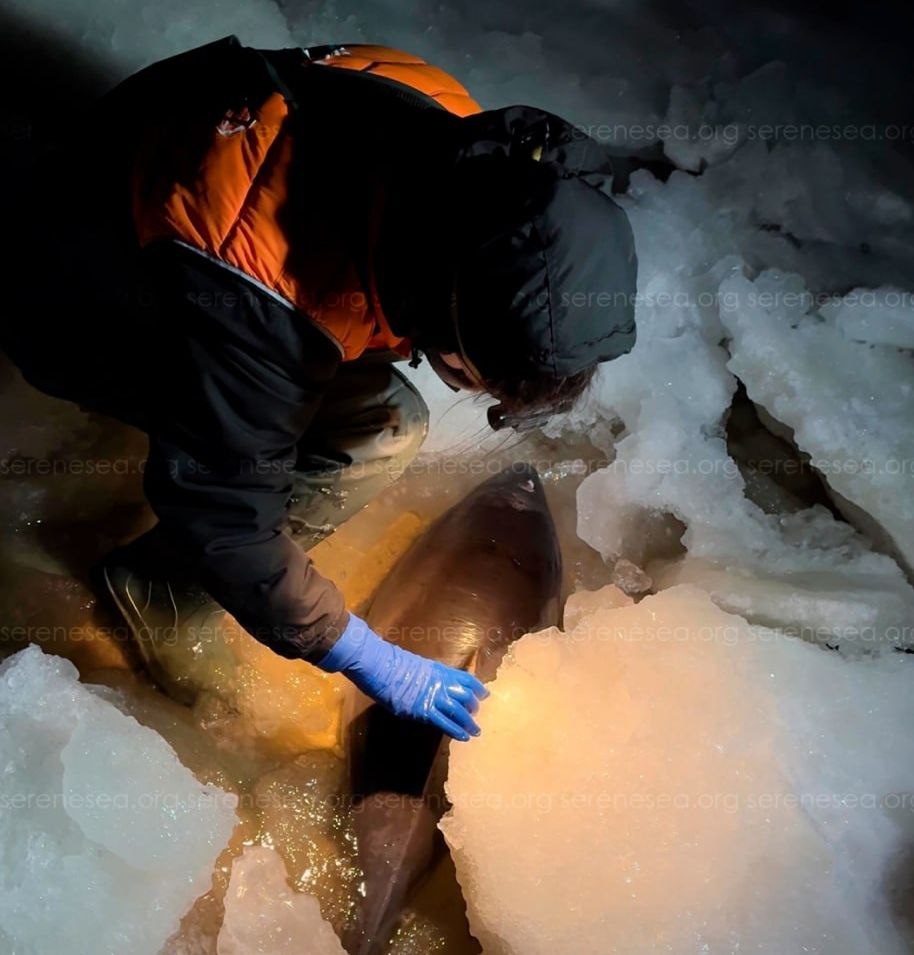 Фото: центр "Безмятежное море"