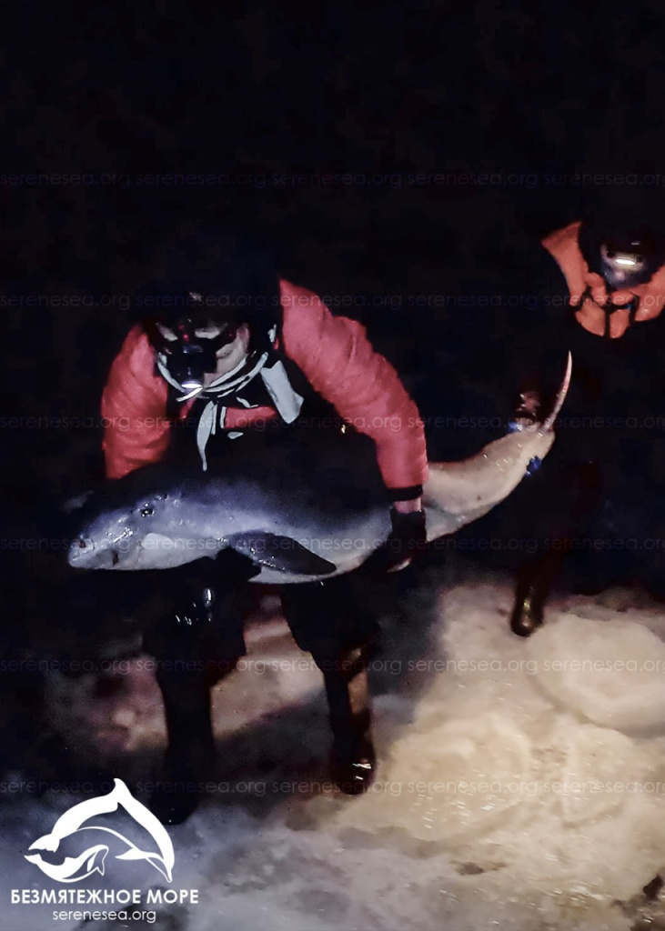 Фото: центр "Безмятежное море"