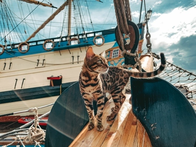 1 МАРТА — ДЕНЬ КОШЕК 🐾🐾🐾