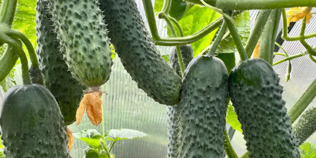 Раньше думал, что в открытом грунте хороший урожай не собрать, но эти 5 гибридов доказали обратное.