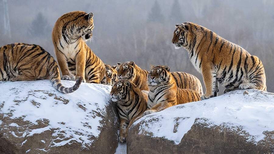    Фото: Global Look Press/He Huawen/XinHua