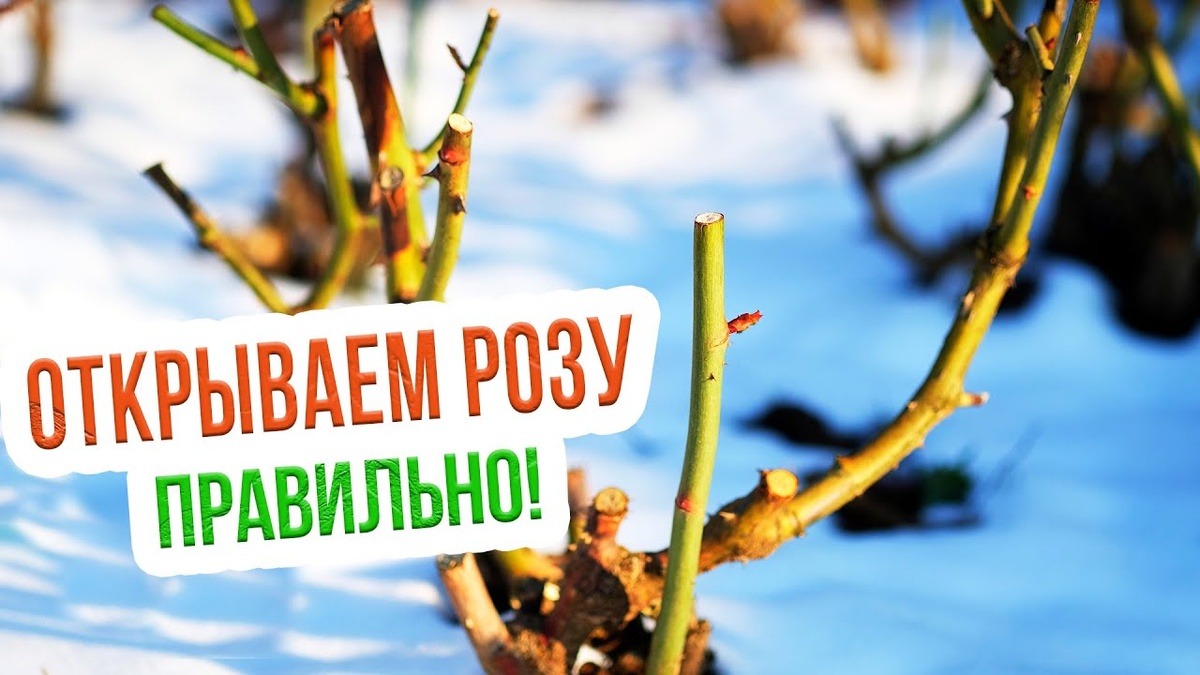 Уход за розами в марте: снятие укрытия, обрезка и первая обработка от болезней