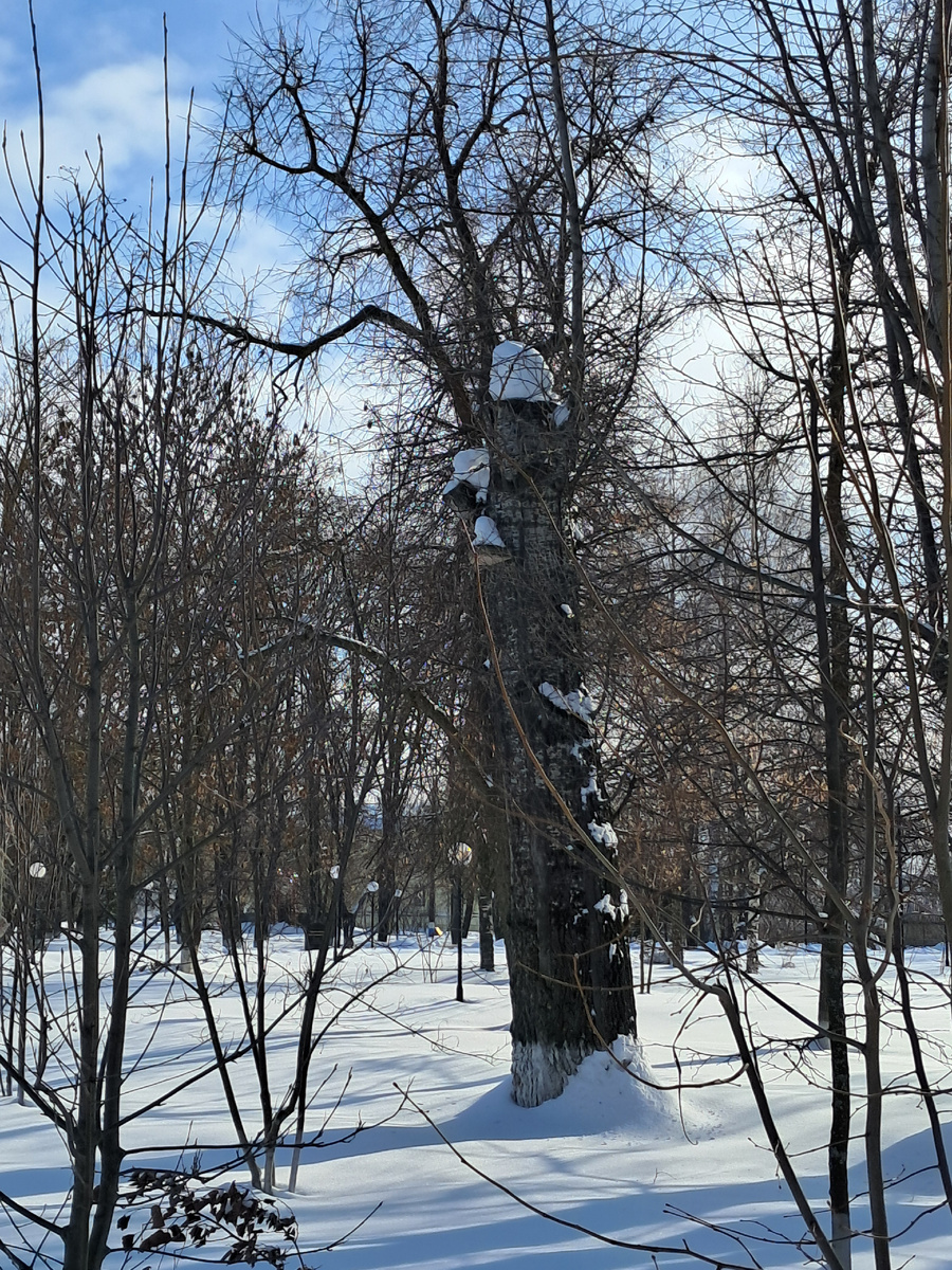 Городской парк в феврале.