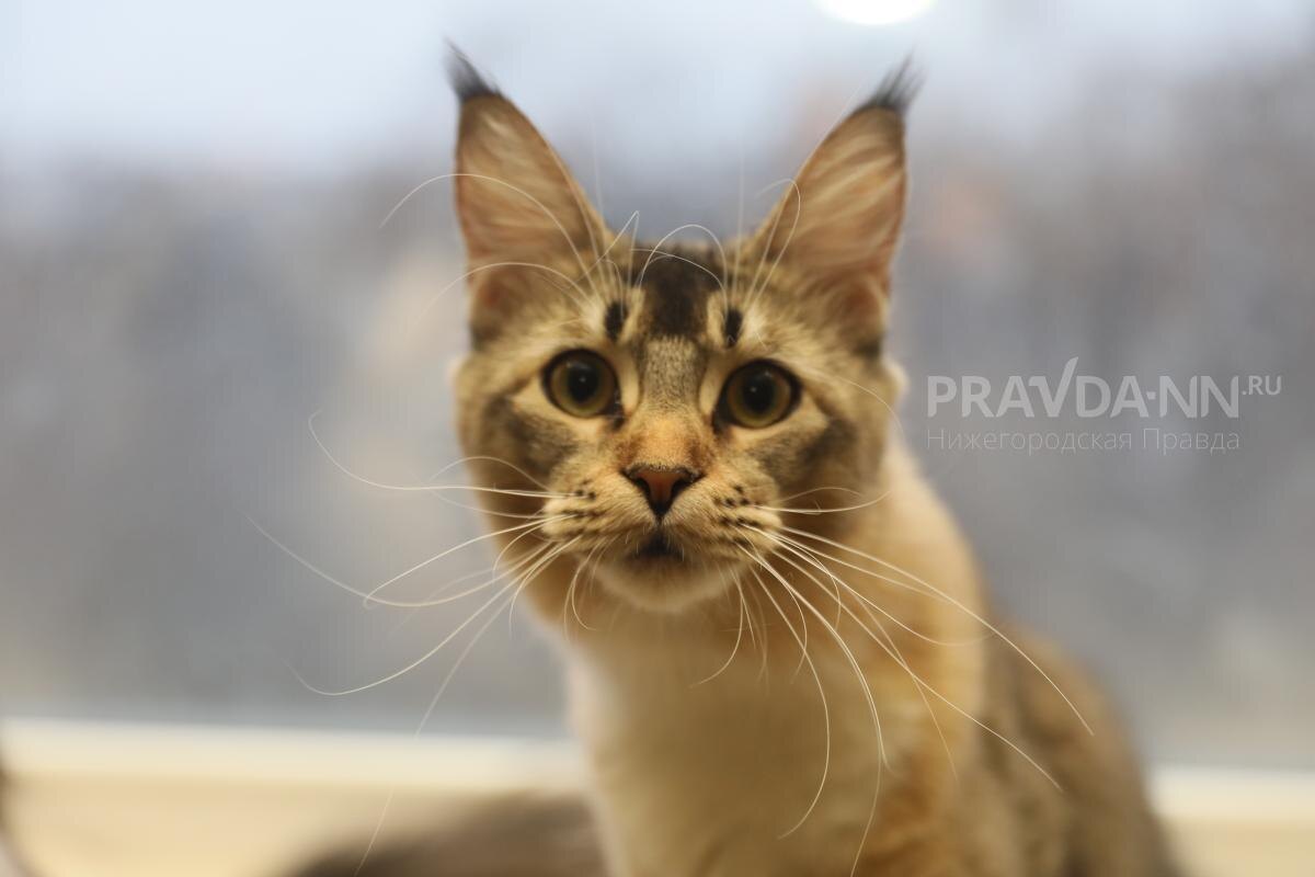    Питомцу желательно подавать филе, нарезанное на мелкие кусочки