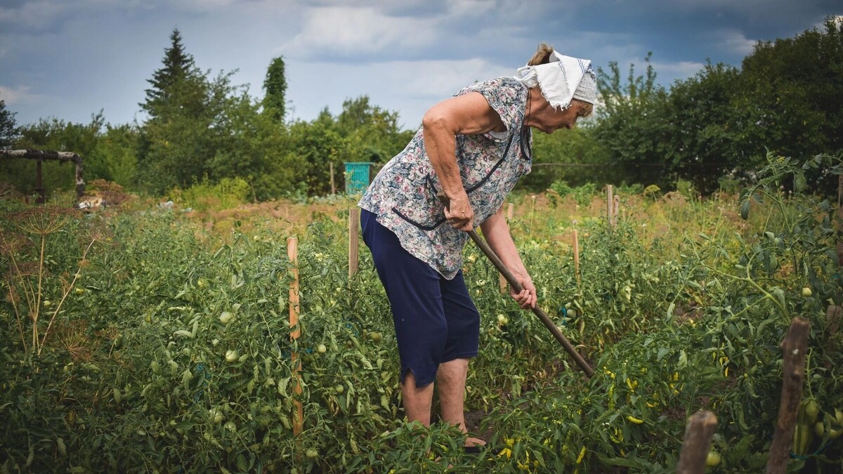    Стало известно, когда ростовчанам пора открывать дачный сезон   1MI