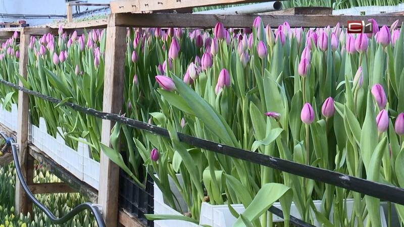    Более 350 тысяч тюльпанов взошло в теплицах Тюмени в преддверии 8 Марта