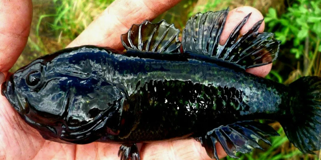 Ротан: пожиратель всего живого или санитар водоема? Разбираемся