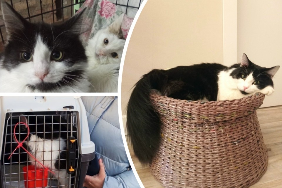 Пограничники спасли кота на Донбассе, его приютила юрист из Новосибирска. Фото: Волонтеры приюта «Кошкин Дом.Донецк» // Анна Веревочкина