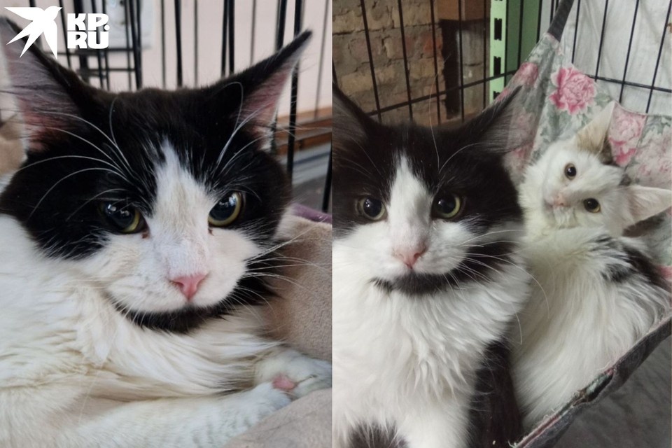 Спасенный котенок вырос в приюте. Фото: Волонтеры приюта «Кошкин Дом.Донецк»