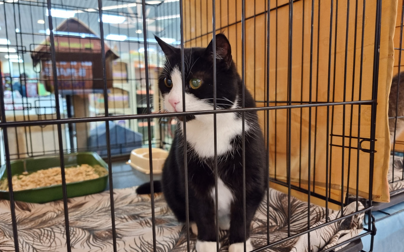    Ирина Яковлева