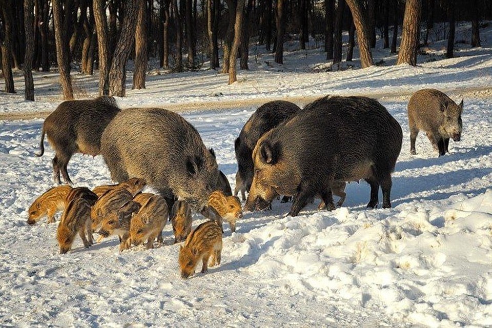    Для подсчета отдельных видов используют метод «шумового прогона» - животных пугают шумом и гонят по территории, чтобы их пересчитать. Фото: Минприроды ДНР