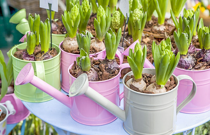 Луковичные цветы весной: что делать с гиацинтами и тюльпанами в марте