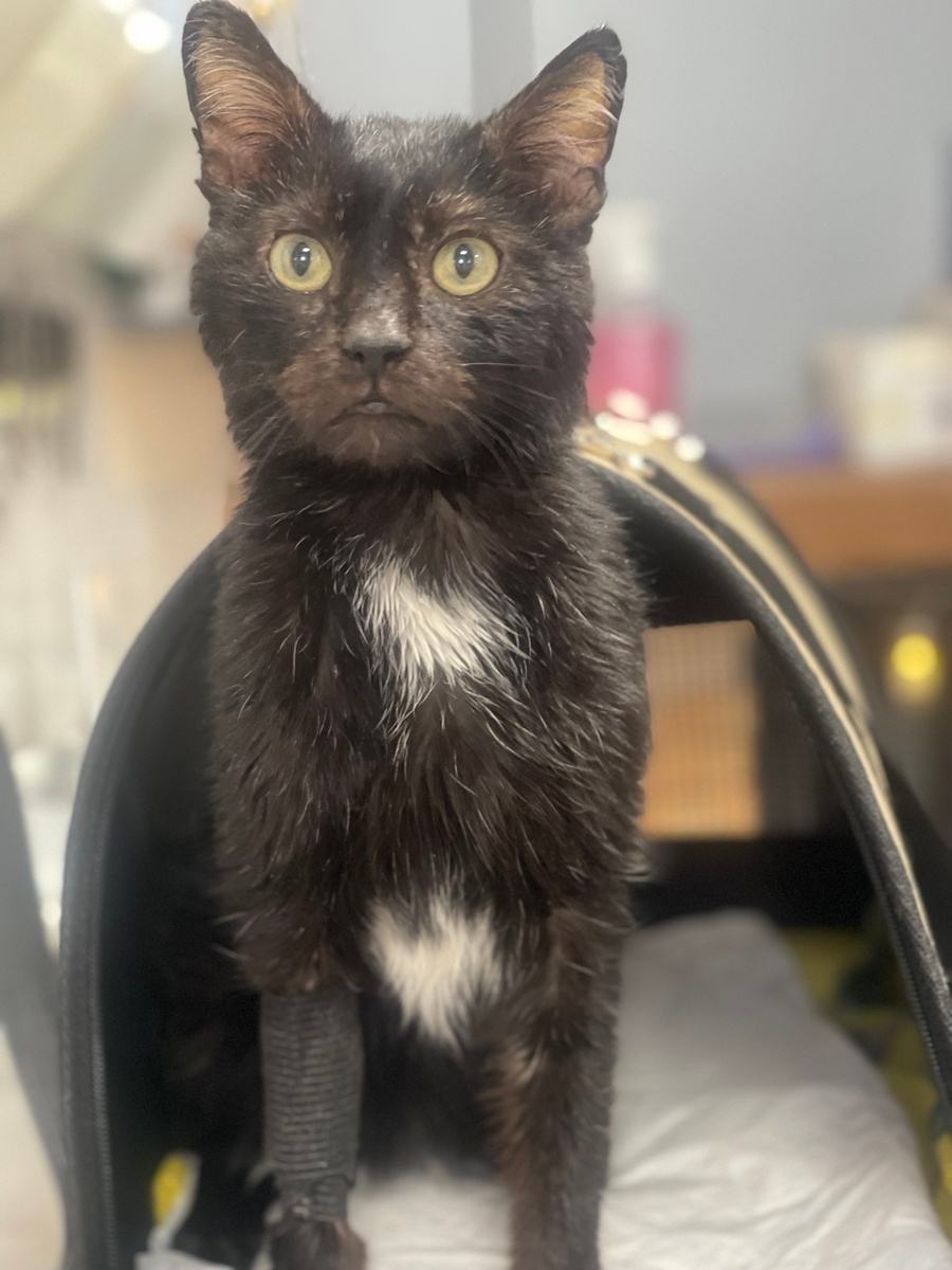 Богдан в ветклинике