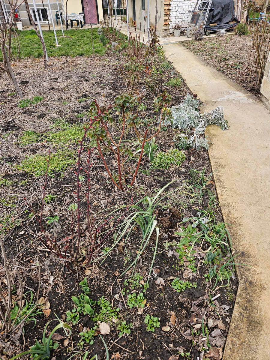 Частично обрезала розы и почистила цветник