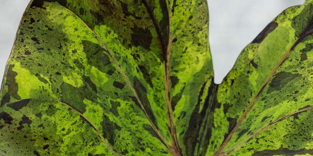 Краткое руководство по уходу за колоказией. Отличие от алоказии.