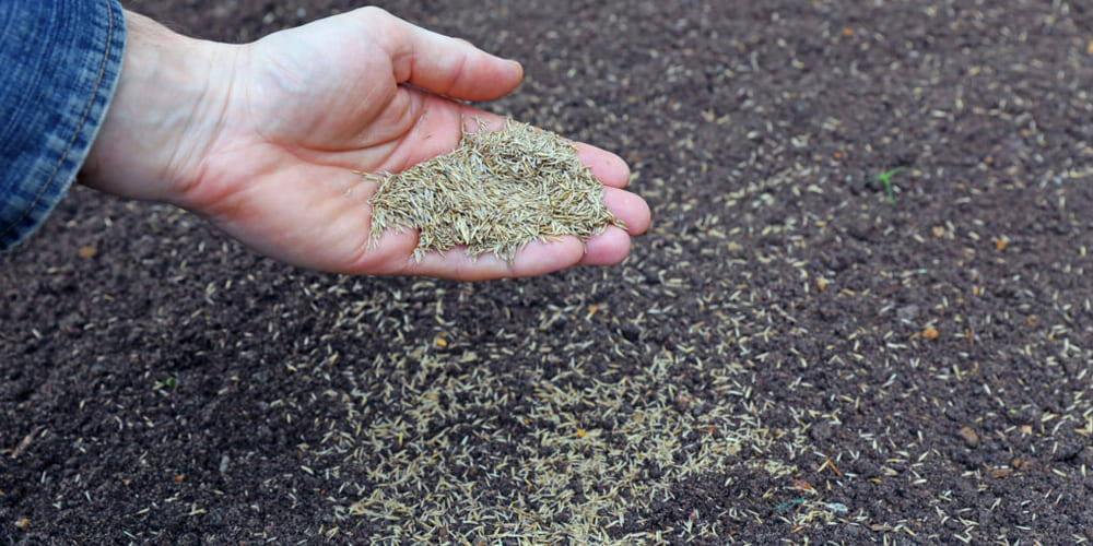 Посев газона в марте: подготовка почвы и выбор травосмеси для идеального покрова