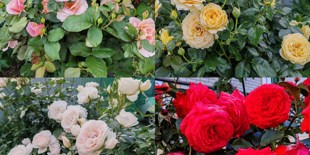 Как создать клумбу, которая цветет с ранней весны до поздней осени