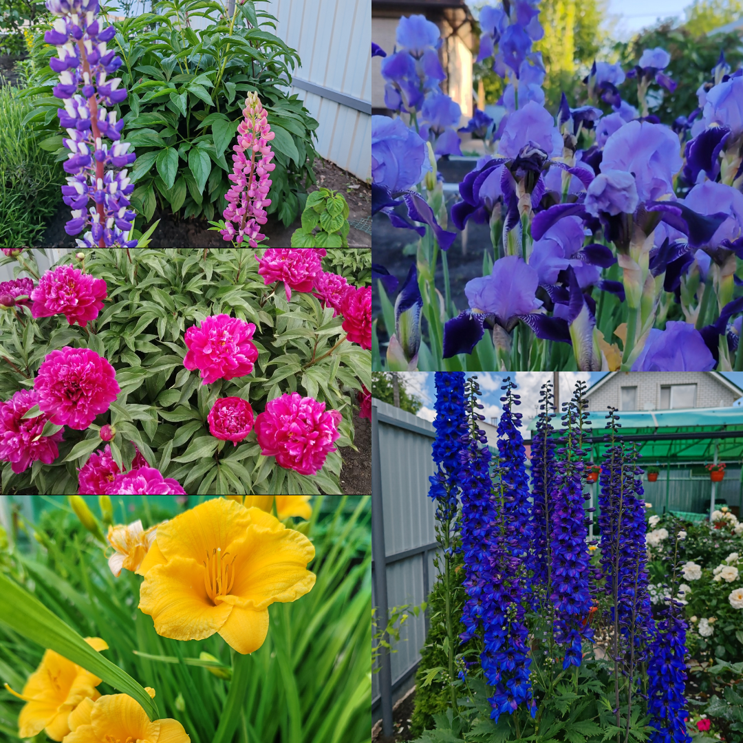 Пионы, ирисы, лилейники, дельфиниум и люпины