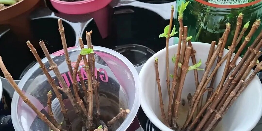 Черенкование роз и гортензий в марте: как размножить любимые сорта бесплатно