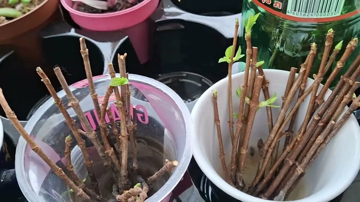 Черенкование роз и гортензий в марте: как размножить любимые сорта бесплатно