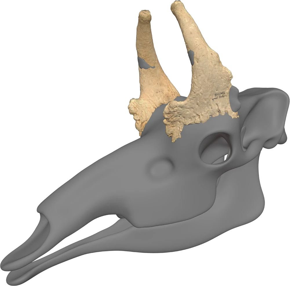 Модель, изображающая череп цилиня и оссиконы