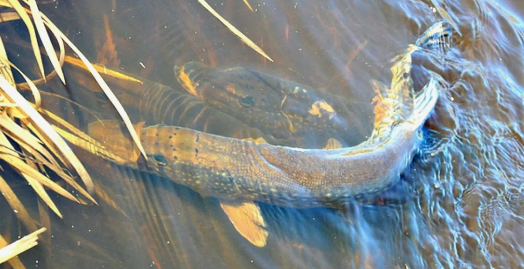 Март: рыбалка на грани сезонов. Кого ловить и как не уйти с пустыми руками