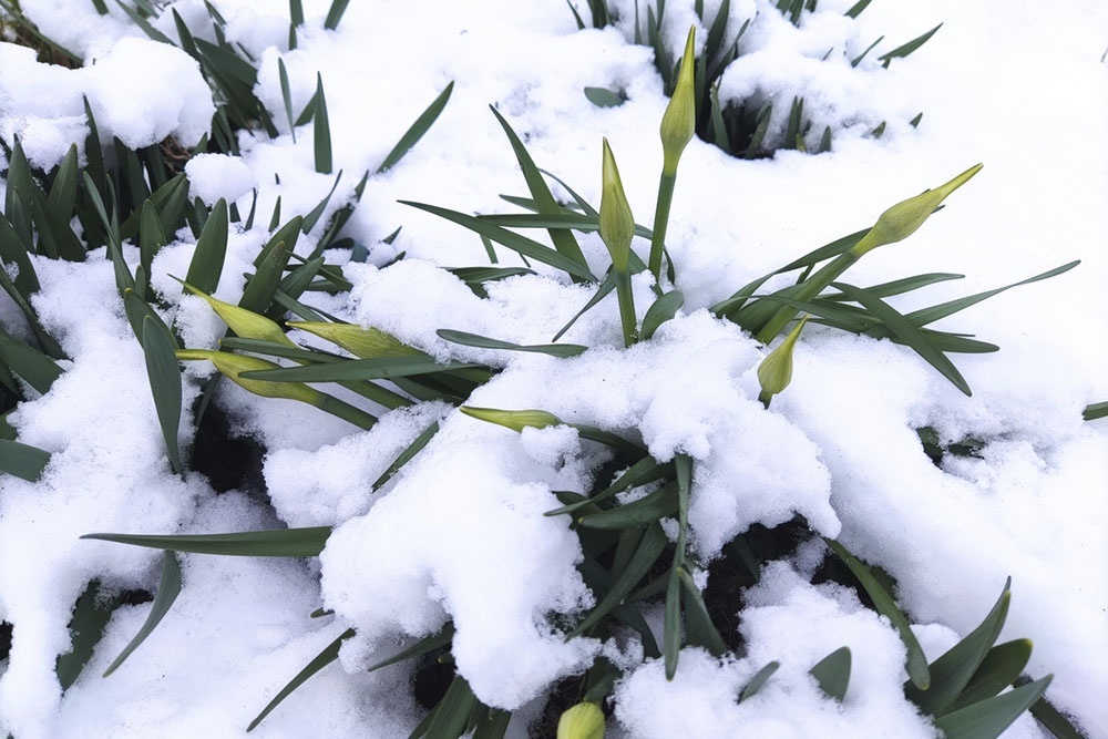    Из-за разницы климата дачный сезон в России начинается по-разному: на юге - в марте, на севере - в июне. / Фото: iStock