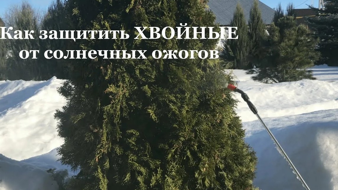 Хвойные растения весной: защита от солнечных ожогов и подкормка в марте