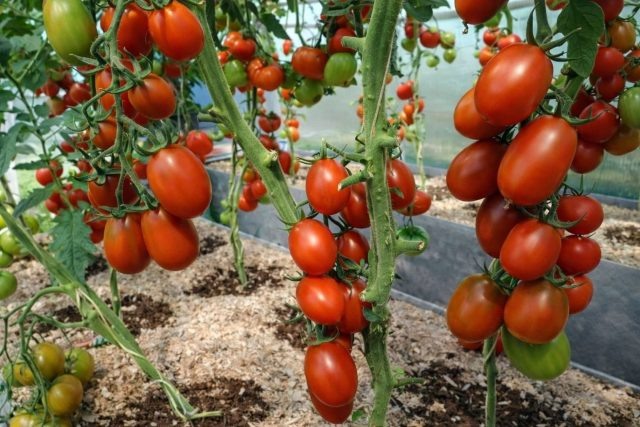 Де Барао — проверенный индетерминант для теплицы с плотными плодами 60–90 г. Терпит перепады температуры, стабильно завязывает и тянет сезон до осени. Отличен для маринования и тех, кто ценит предсказуемый результат. © yandex-market  📷
