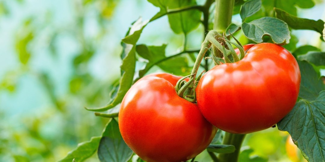 10 лучших сортов томатов для теплицы, которые я всем советую