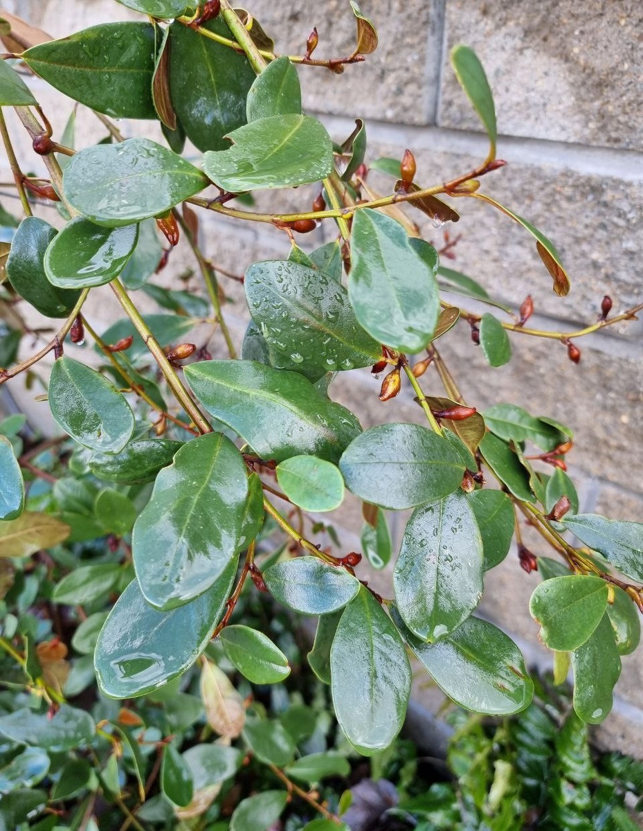 Magnolia laevifolia ‘Honey Velvet’. Февраль. Анапа.