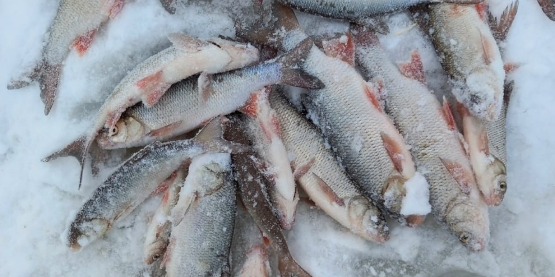 Хитрость зимней кормушки