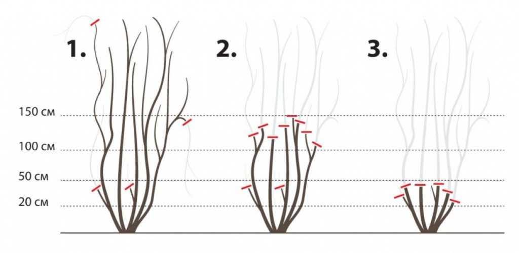 Клематисы: раскрытие, подвязка и обрезка групп в марте