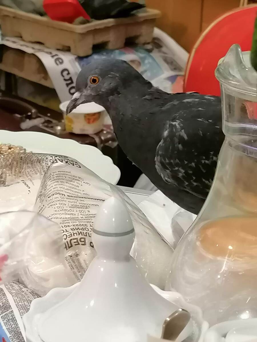 Голуби. Фотография Александра Калько.