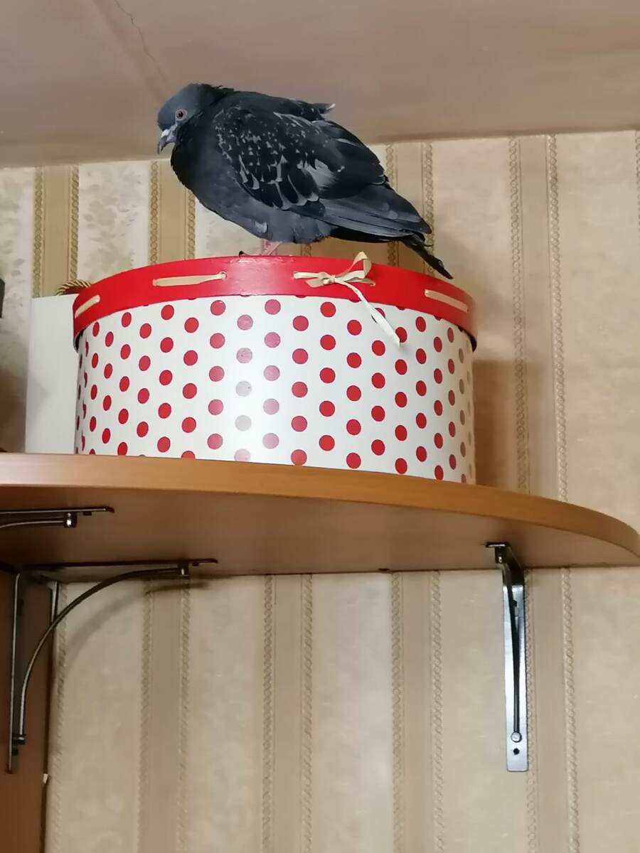 Голубь. Фотография Александра Калько.