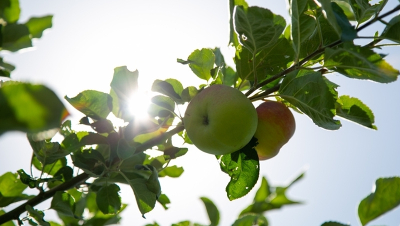      Фото: ИА «Победа26»