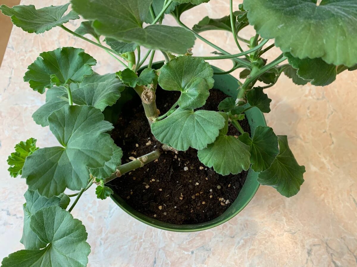 Однобокая пеларгония. Фото автора 