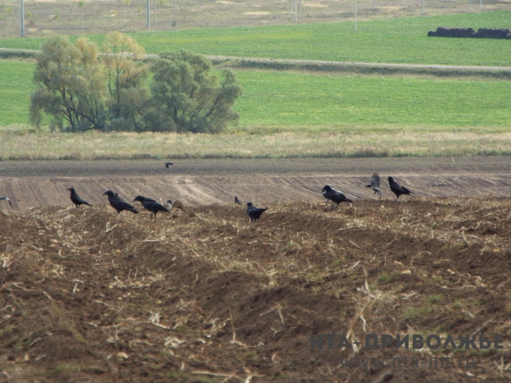   Штаб для весенне-полевых работ создан в Оренбургской области