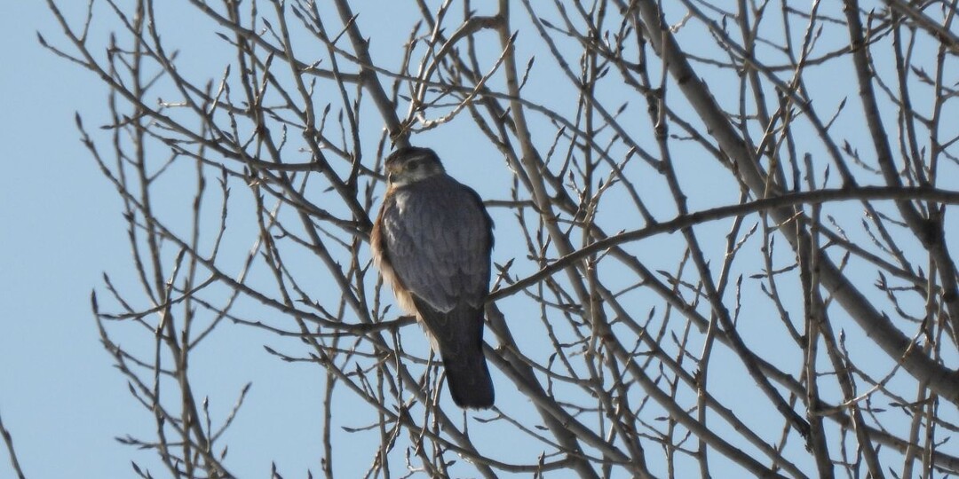 Редкий вид птиц прилетел на зимовку в Воронежскую область