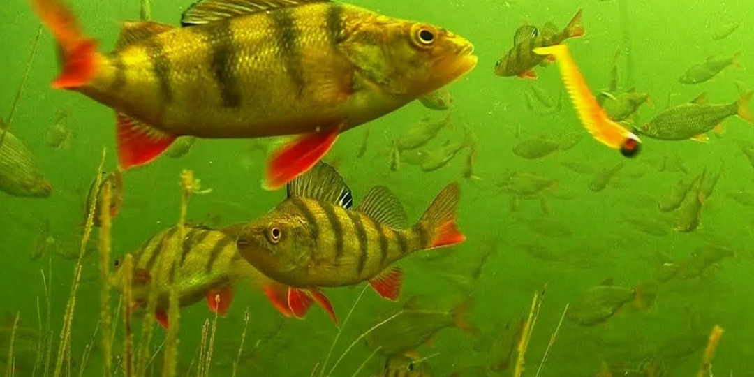 Мартовский окунь: от первого льда до первой воды