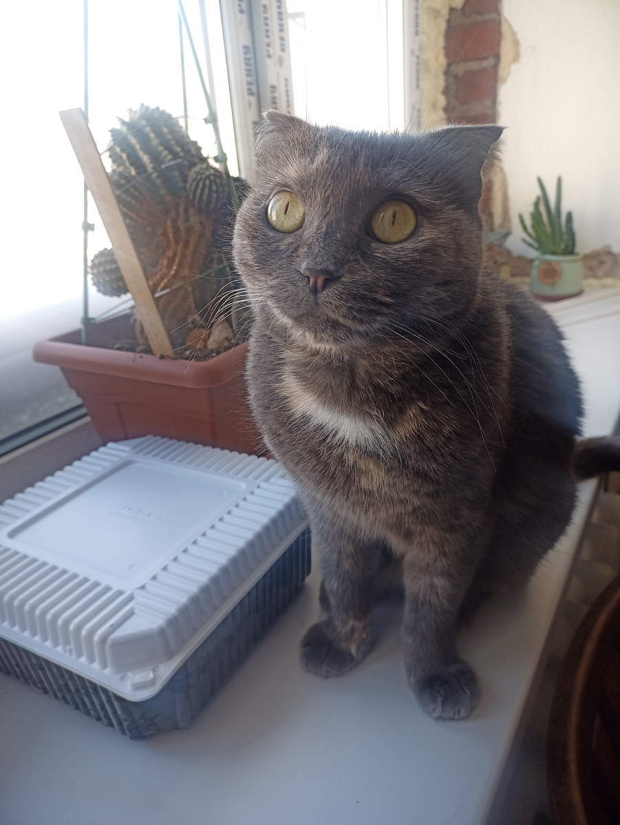 Ребенок в шоке - зачем коробочку закрыла?