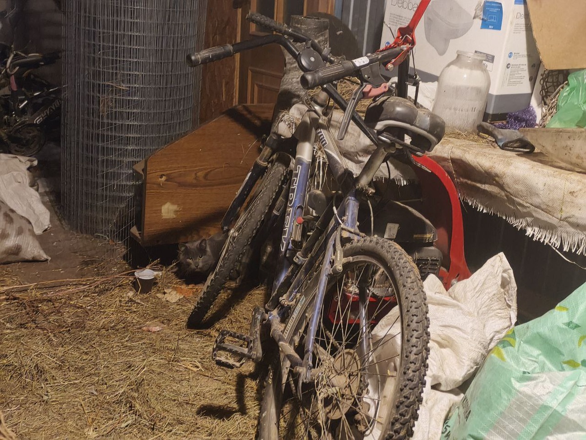 Найдите кота на фото))